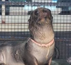 Un video impactante de cómo quedó herido un lobo marino por un zuncho plástico