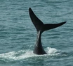 Más temprano de lo habitual: comenzó la temporada de ballenas en Mar del Plata
