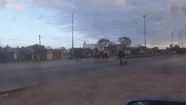 ¡Un peligro!: tres caballos sueltos cruzan la ruta 88 y casi provocan un accidente