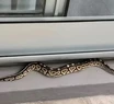 Susto en Palermo: apareció una serpiente en el balcón de un departamento