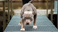 Una nena de 10 años fue al kiosco y la atacó un pitbull: un vecino le salvó la vida