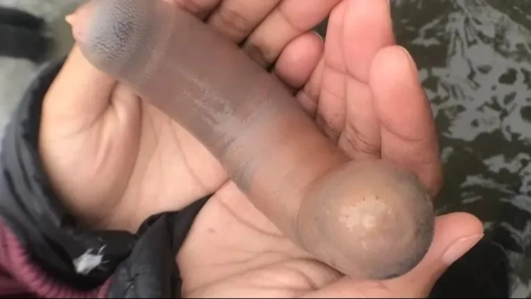 Paseaba por la playa y se encontró un pez pene y un ratón de mar