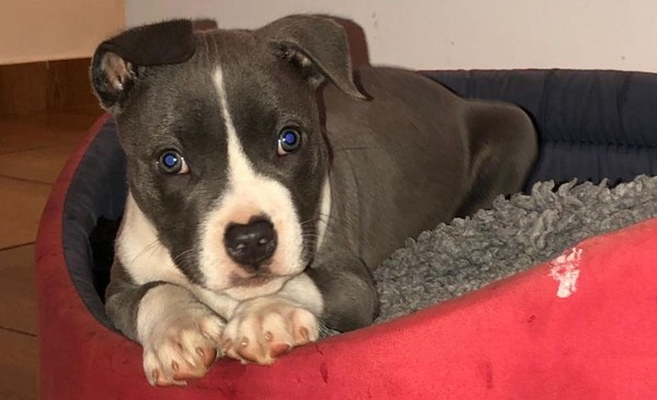Se llevaron al cachorrito en un robo insólito