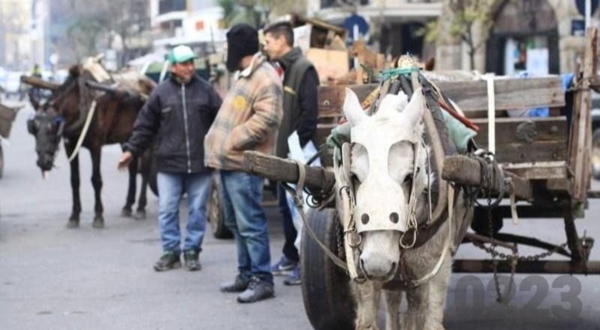Proponen prohibir los carros de tracción a sangre y crear un sistema de rescate de caballos