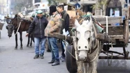 La tracción a sangre con caballos o a pie podría quedar relegada con un novedoso triciclo sustentable. Foto: 0223.