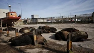 Ya son 18 los lobos marinos que aparecieron muertos o moribundos e investigan si es por gripe aviar. Foto: 0223.