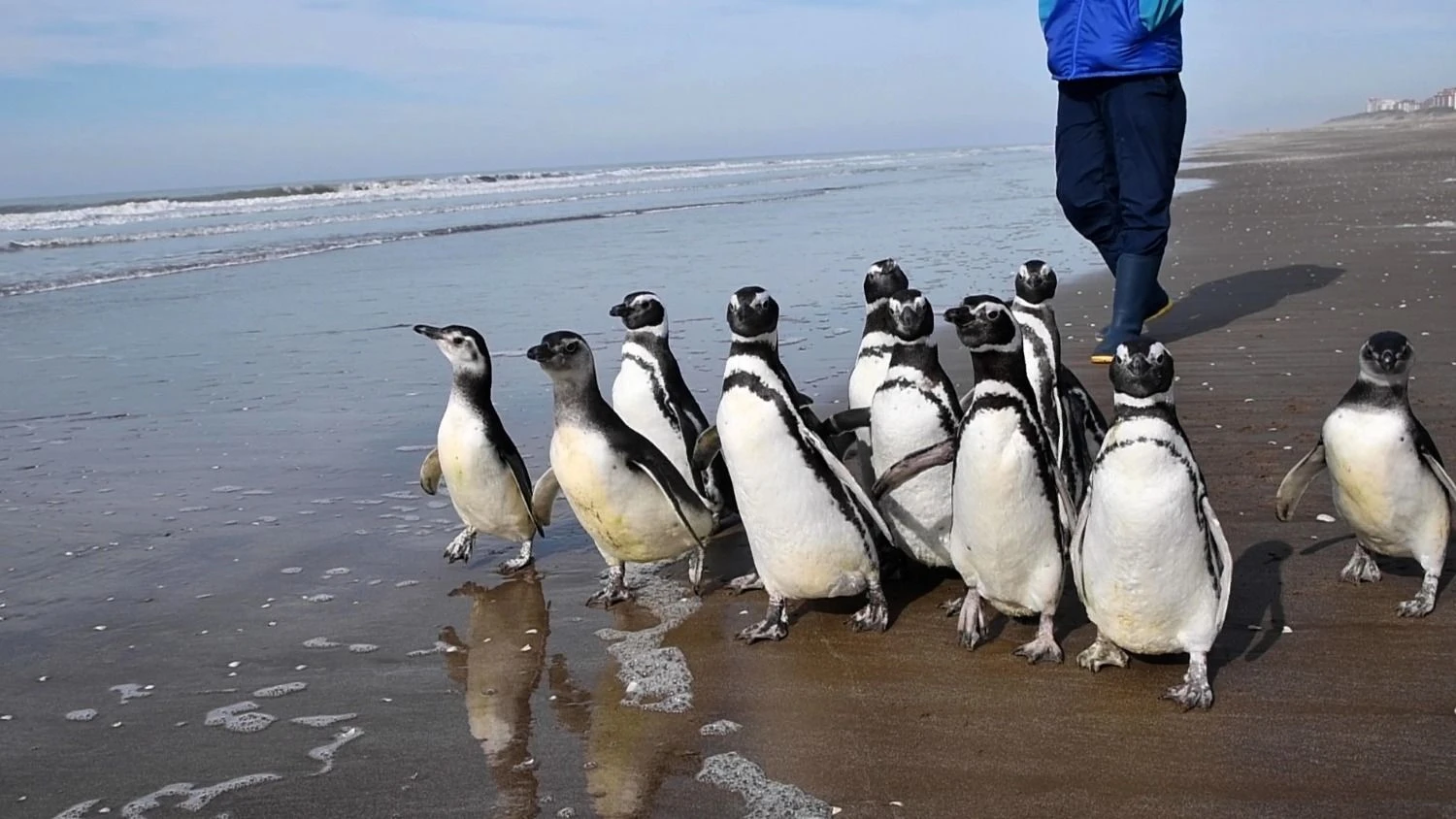 La Fundación Fauna Argentina pidió que los pingüinos y lobos marinos no sean trasladados ni sacados del país mientras se investiga su situación.