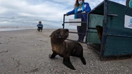 Así volvió al mar el lobito marino gravemente herido por un zuncho plástico