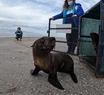 Así volvió al mar el lobito marino gravemente herido por un zuncho plástico