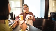 Tomar un trago junto a la mascota, una situación cerca de convertirse en realidad en Mar del Plata. Foto ilustrativa (Getty)