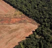 La deforestación en Brasil en 2022 equivale a más de 13 veces la ciudad de San Pablo