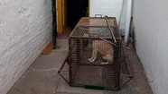 Macabro: encontraron muertos a dos jubilados, comidos por sus perros