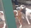 Dos pitbulls atacaron a una beba y a su abuela cuando quiso defenderla: están internadas