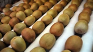 Productores locales proyectan comenzar a exportar los primeros kiwis con Indicación Geográfica a Europa
