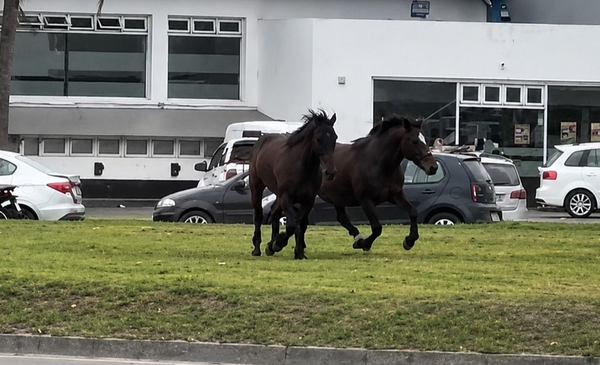 ¡Cuidado! Dos caballos jugando al picado en plena rotonda