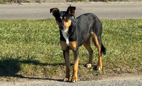Runa: de la costa fría a la calidez de un hogar