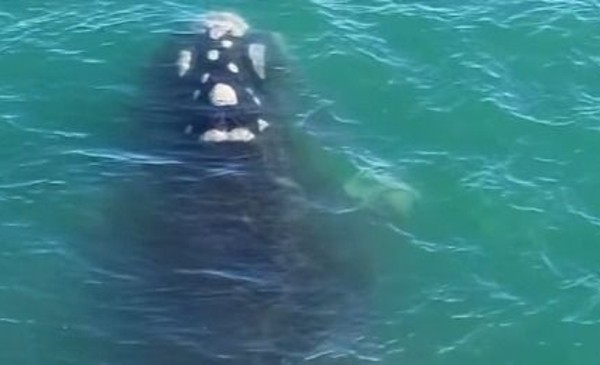 Ballenas en MDP: Un show gratis que no podés perderte