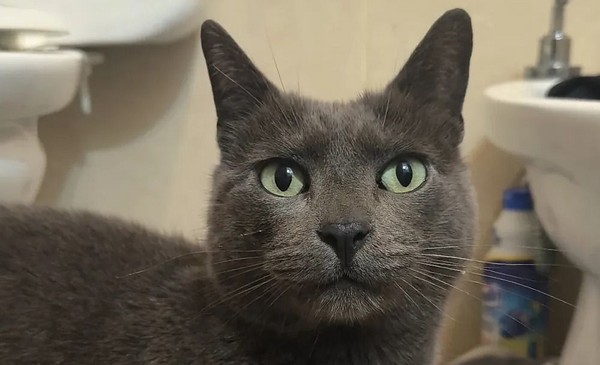 Tinto: El gatito que escapó de una resaca involuntaria