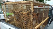 Denuncia penal del fiscal general por los perros peligrosos que andan sueltos