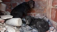 La historia del rescate a un grupo de cachorros "condenados"