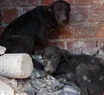 La historia del rescate a un grupo de cachorros "condenados"