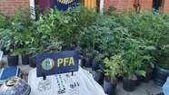Decomisan en Valeria del Mar más de cien plantas de marihuana
