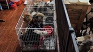  Villa Crespo: clausuraron un criadero clandestino de perros y rescataron a 133 chihuahuas 