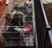  Villa Crespo: clausuraron un criadero clandestino de perros y rescataron a 133 chihuahuas 
