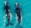 Impresionantes tomas aéreas del paso de dos ballenas por la costa de Mar del Plata