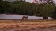 En el centro, por la playa y en cuatriciclos: así buscan atrapar al puma suelto en Villa Gesell