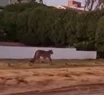En el centro, por la playa y en cuatriciclos: así buscan atrapar al puma suelto en Villa Gesell