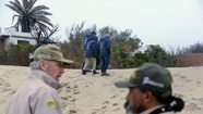 Pumas en Villa Gesell: un ejemplar habría vuelto a su hábitat natural