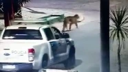 Volvió la tranquilidad a Gesell: las autoridades dieron por finalizada la búsqueda del puma