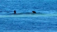 La foca monje atacó a la nadadora para proteger a su cachorro recién nacido