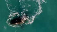 Un nuevo avistaje que deslumbra a Mar del Plata.
