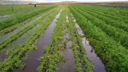 En el sector realizarán un relevamiento para constatar las pérdidas de la producción. Foto: Ricardo Velimirovich.