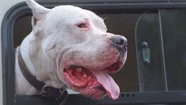Feroz ataque de dos perros dogos a una chica de 15 años: murió desangrada