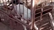 El video contiene imágenes sensibles del cobarde ataque.