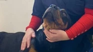 "Negrita" se recupera tras la cirugía que le salvó la vida. 