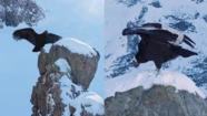 El espectacular video de un cóndor en la nieve