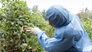 Senasa tomará nuevas muestras en plantaciones de Mar del Plata, tras la detección del virus rugoso del tomamte. Foto: Senasa.