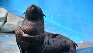Así hirió de gravedad un envoltorio plástico a un lobo marino
