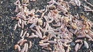 Los "peces penes" invadieron las costas de Río Grande. Foto cortesía La Gaceta Truncadense.