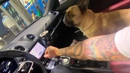 El microchip que tiene el perro de Pérez Algaba no cuenta con geolocalización