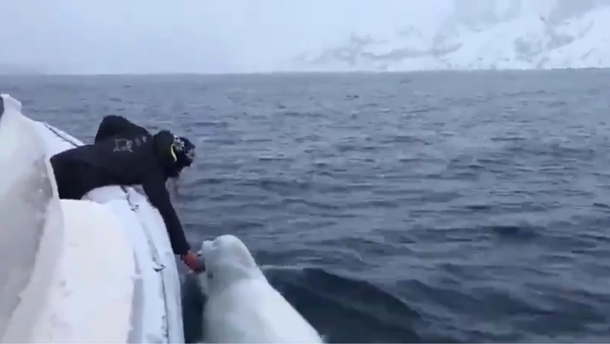 El increíble video de ballenas beluga jugando con humanos