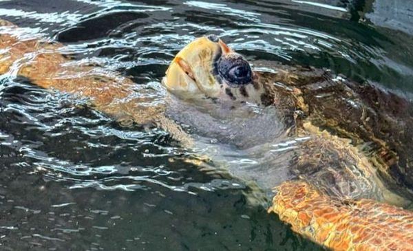 Un año sin noticias de Jorge, el tortugo marplatense
