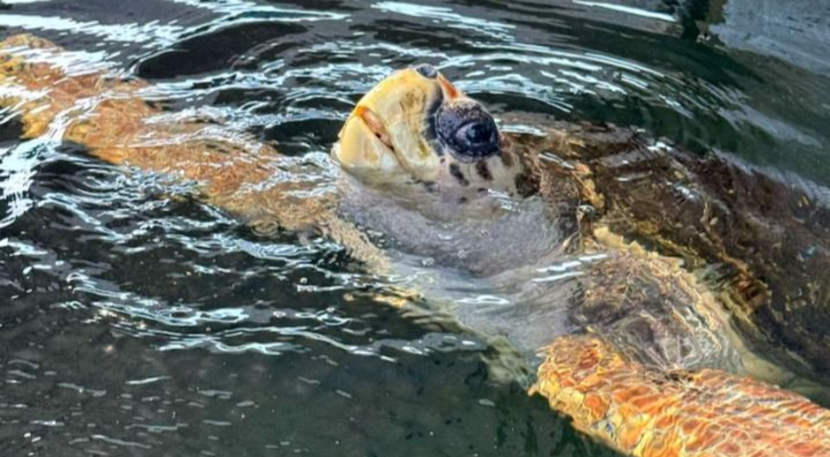 Se cumplió un año del último reporte de Jorge, el tortugo estrella de Mar del Plata