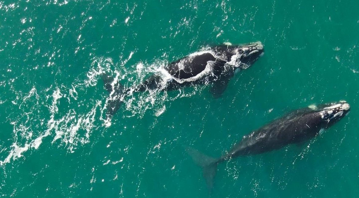 Avanza un proyecto para regular el acercamiento a la fauna silvestre en Mar del Plata