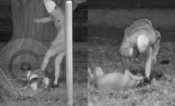 “Amor” que duele: maltrato animal en MDP