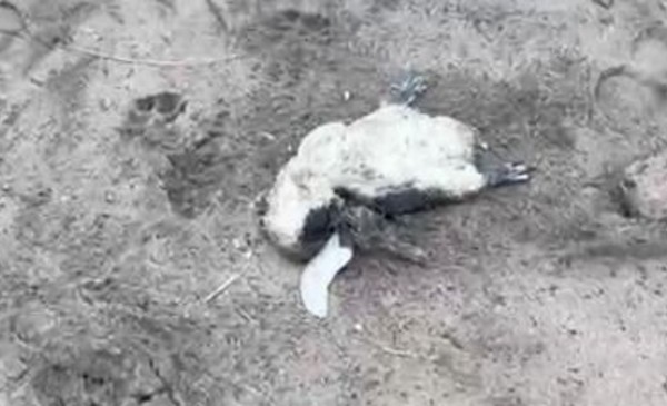 Cuatriciclos vs. Pingüinos: Fast & Furious versión Miramar